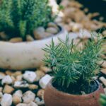 Is Your Garden Set To Be Stylish?