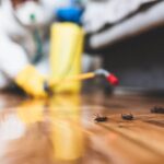 Common Reasons You Have a Pest Problem in Your Home