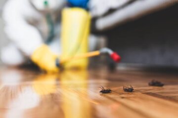 An exterminator visiting a home that has an active pest problem. There are dead insects on the floor after they sprayed.
