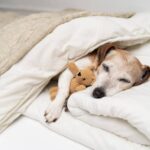 4 Easy Home Design Tips for Your Senior Dog’s Comfort