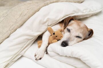 A sleeping Jack Russell Terrier on a white dog bed with a white blanket, a knitted banket, and a small knitted teddy bear.