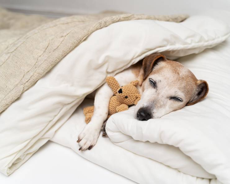 A sleeping Jack Russell Terrier on a white dog bed with a white blanket, a knitted banket, and a small knitted teddy bear.