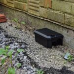 4 Most Effective Ways To Trap Rats in Your House