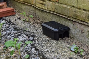 An outdoor live trap—an effective way to trap rats—placed on the exterior of a rodent-infested home.