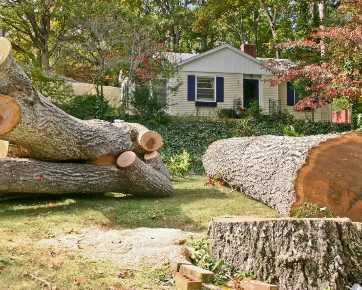 Several large pieces of a tree that has been cut down lay on a lawn next to the remaining stump in front of a house.