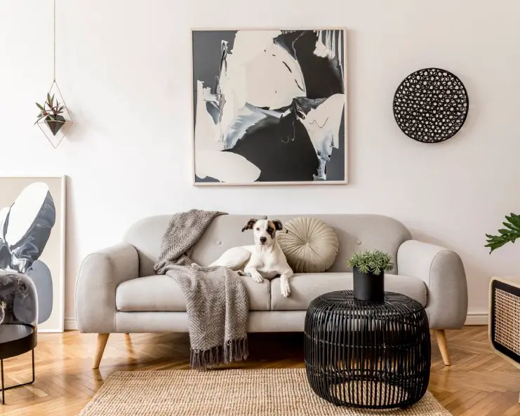 A living room with a dog sitting on a gray couch and black and white art prints hanging on the wall.