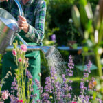 Creative Ways to Bring Life to Your Garden