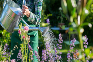 A person wearing a blue plaid shirt uses a silver, metallic watering can to water purple flowers in a garden.